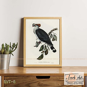 Mua Tranh canvas vintage  - Bồ câu Topknot (Lopholaimus Antarcticus) - BVT-8