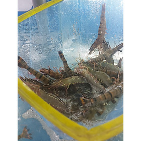 Tôm sú sống