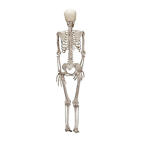 Halloween Skeleton Figurine Statue, Full Body , Joints Skeleton Festival Holiday Lawn Scary Skeletons for Home Decor
