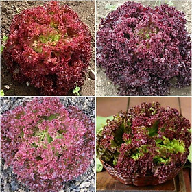 Mua Hạt Giống Xà lách xoăn tím ( 0 5gr/gói )