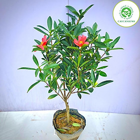 Cây Trà tứ quý đang nụ và hoa cao 50-60cm