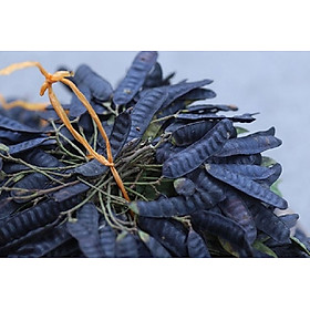 Quả bồ kết khô xông nhà diệt khuẩn - Hàng phơi khô tự nhiên