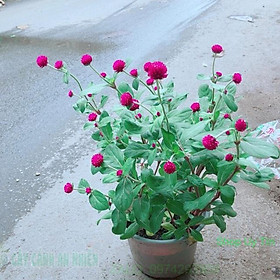 Mua Hoa Cúc Bách Nhật