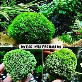 Mua Rêu Mini Fiss Bám Đá - MiniFiss Viên Thuỷ Sinh Full Lá Nước