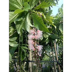 Mua Cây lộc vừng hoa to màu trắng hồng