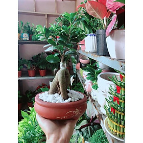 Mua Chậu Cây Si Bonsai
