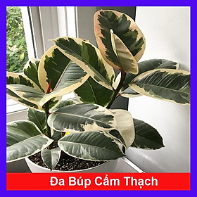 Cây đa cẩm thạch - Cây cảnh để bàn + tặng phân bón cho cây