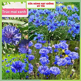Mua Hạt Giống Trúc Mai Xanh F1 Loại Siêu Dễ Trồng  Hoa Nở Đẹp Tặng kèm Hướng Dẫn Trồng