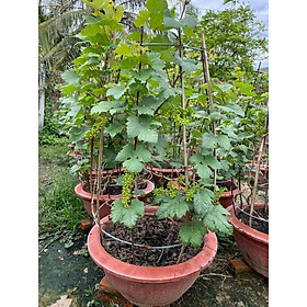 Mua nho trồng chậu