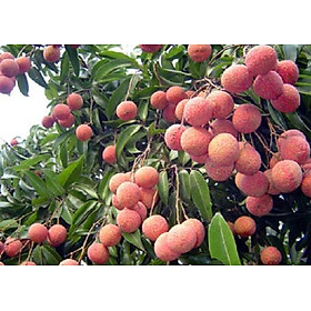 Cây giống vải thiều hạt lép cho quả khi chín màu đỏ rực, ăn ngọt hạt lép hoặc không hạt