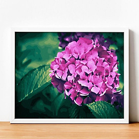 Mua Tranh số hóa Hoa cẩm tú cầu đã căng khung 40x50cm