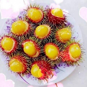 Mua CÂY GIỐNG CHÔM CHÔM RUỘT VÀNG SIÊU SỚM