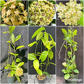 Mua Set 3 chậu hoa Cẩm cù crassicaulis  halconensis  Crassipetiolata thân leo kích thước như hình  chuẩn bị hoa  hoa thơm  ra hoa quanh năm