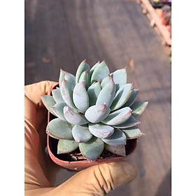 Cây sen đá chim tím echeveria wow factor 5-6cm