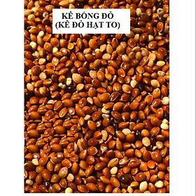 100G HẠT KÊ BÓNG ĐỎ (KÊ ĐỎ HẠT TO) CHO CHIM CẢNH, VẸT, YẾN PHỤNG