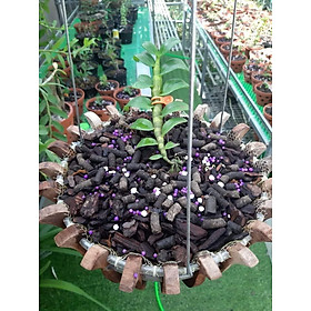CHẬU LAN PHI ĐIỆP PHÚ QUÝ
