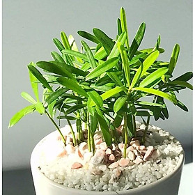 Cây để bàn vạn niên tùng