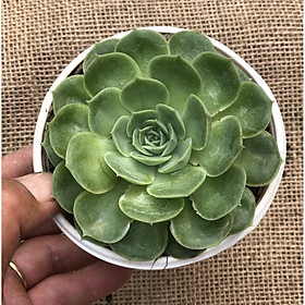 Chậu sen đá size vừa SD3