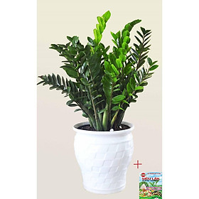 Mua cây KIM TIỀN gửi đi nguyên chậu tặng kèm PHÂN SIÊU LÂN giúp cây xanh lá  sinh trưởng và phát triển tốt.