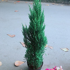 Mua Cây Sơn Tùng Cao 90Cm