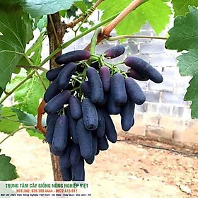 Mua Cây giống Nho Ngón tay .