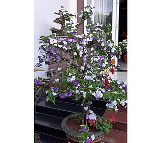 Mua Nhài nhật giống cao 20cm