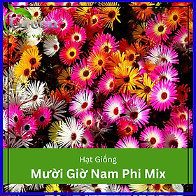 Hình ảnh Hạt Giống Hoa Mười Giờ Nam Phi Mix (100H)