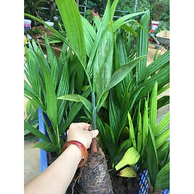 Cau Tứ Quý cây khỏe loại 1