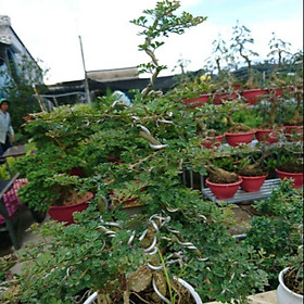 Mua Cây cần thăng bonsai