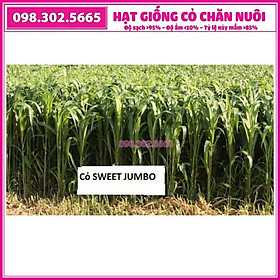 Hạt giống cỏ cao lương Sweet Jumbo - 0,5kg