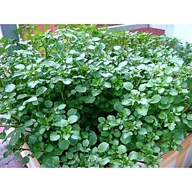 Mua Hạt giống xà lách tím  xà lách Xoong  Cải Hoa Hồng  Cải Kale  Cải 7 Màu  xà lách lá xoăn (dẽ trồng nhanh ăn)