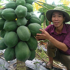 Mua 05 Gói Hạt Giống Đu Đủ Lùn _ Nảy Mầm Cực Chuẩn