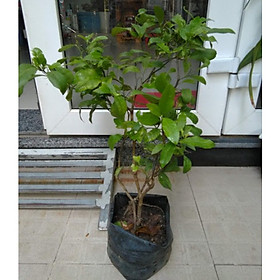 Mua Cây chanh tứ quý