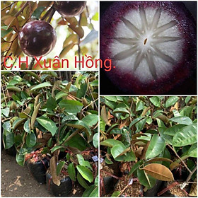 Mua cây vú sữa mica