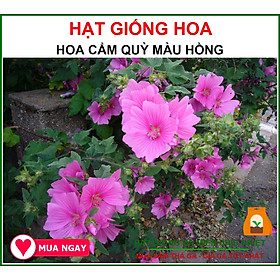 Hạt Giống Hoa Cẩm Quỳ Màu Hồng