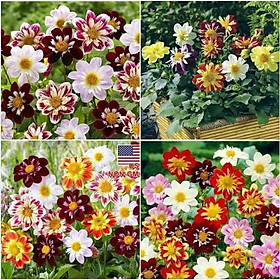 Mua Hạt giống thược dược công chúa nhiều màu - gói 50 hạt