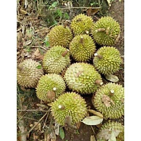 Cây Giống Sầu Riêng, Hạt Lép Cơm Vàng Ri 6