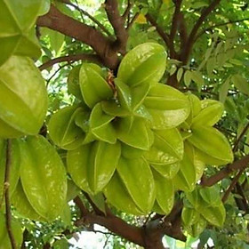 Mua Cây giống khế chua