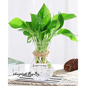 Hình ảnh Bình Bông Lọ Hoa Thủy Tinh LOE Trồng Cây Trầu Bà, Cây Thủy sinh