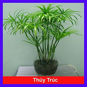 Cây Thuỷ Trúc - cây cảnh thủy sinh + tặng phân bón cho cây