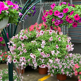 Cây Dạ Yến Thảo – Chậu Cây Treo – Đường Kính 35 Cm (Tặng Kèm Gói Thuốc Dưỡng Hoa Lâu Tàn)