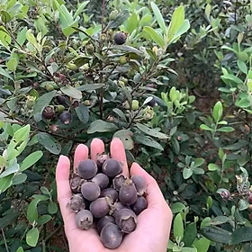 quả sim phơi khô túi 1 kg