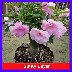 Mua Cây Hoa Sứ Kỳ Duyên - cây cảnh để bàn + tặng phân bón cho cây