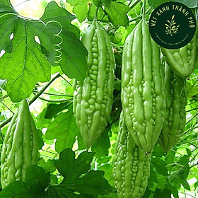 Mua Hạt giống Khổ Qua Mỡ Trái Dài 2gr  mướp đắng dễ trồng  năng suất cao