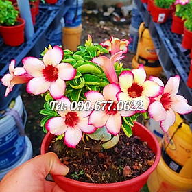 Hạt giống hoa sứ Thái Lan màu trắng viền hồng cánh hoa to - Bịch 10 hạt – Mã số 1247