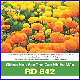 Mua Hạt Giống Hoa Vạn Thọ Cao Nhiều Màu Mix