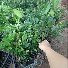 Cây giống cherry Brazil hay anh đào Brazil cho trái thơm, mọng, ngọt