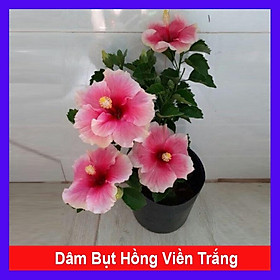 Mua Cây Hoa Dâm Bụt Hồng Viền Trắng - cây cảnh đẹp + tặng phân bón cho cây