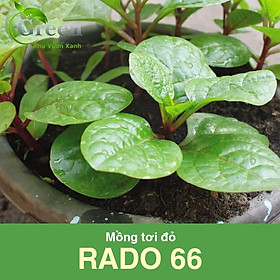 Mua Hạt Giống Rau Mồng Tơi Đỏ Nảy Mầm Tốt