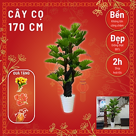 Mua Cây cọ giả   Cây giả decor trang trí nhà cửa nội thất phòng khách phòng ngủ